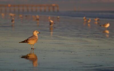 Buying A Home In North Myrtle Beach