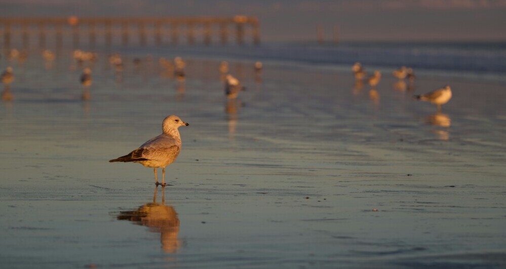 Buying A Home In North Myrtle Beach